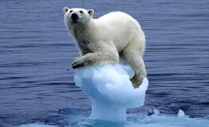 polar-bear-on-receding-ice