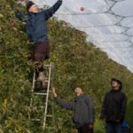 applepicking3