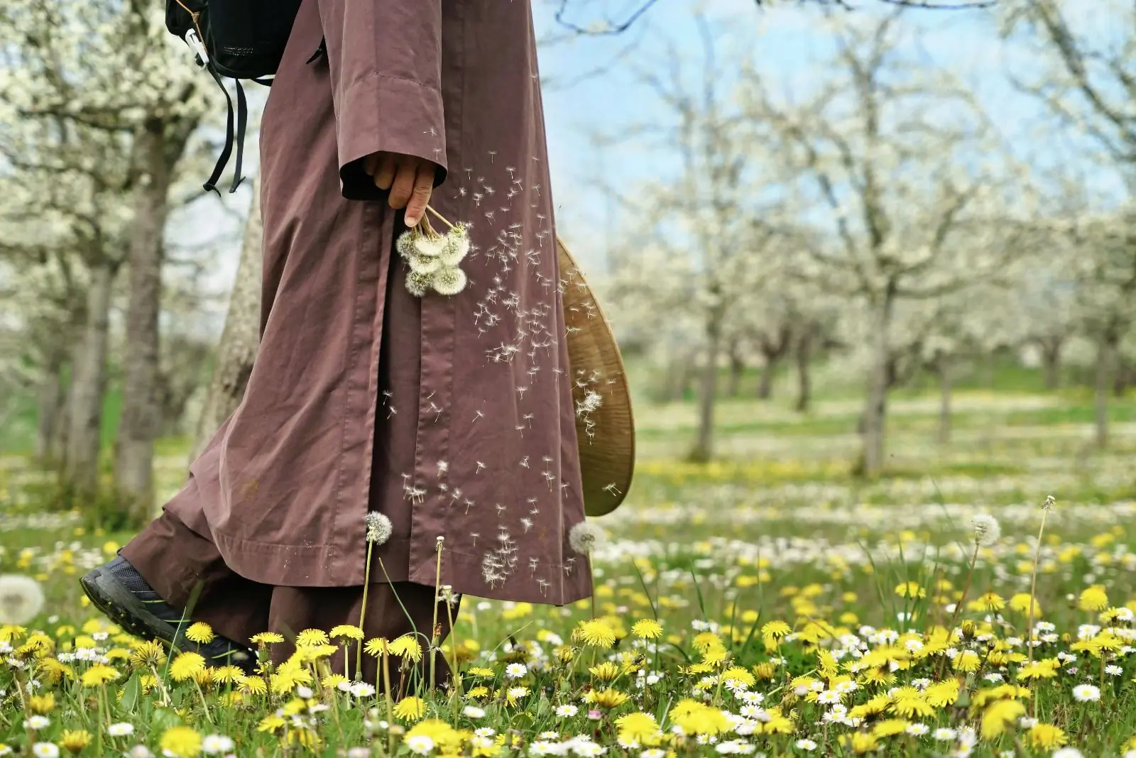 A monastic holding dandelion seed heads while walking through a blossoming orchard