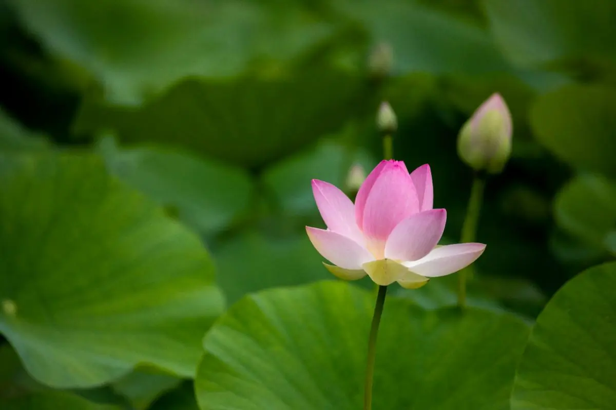 A lotus in bloom