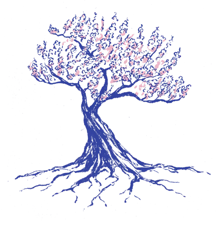 Ink drawing of a plum tree in blossom, with roots