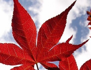 red-maple