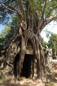 tree-eating-temple