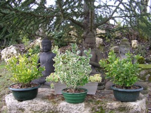 Buddha's Garden