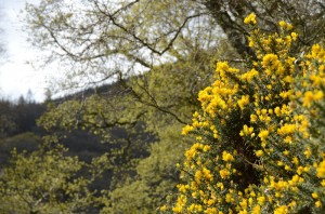 ire-yellow-flowers