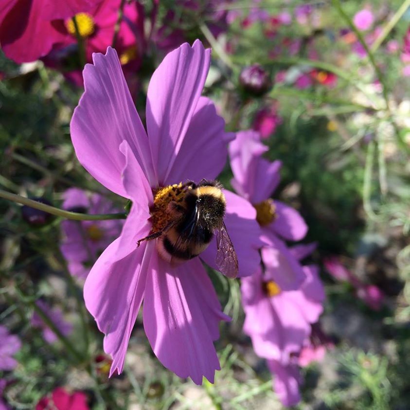 Happy Farm Flower