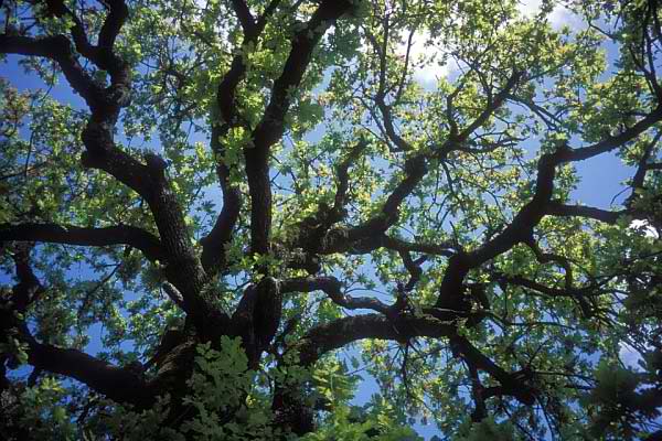 lower hamlet oak tree