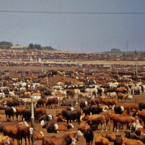 Beef-Cattle-Factory-Farm-from-Socially-Responsible-Agriculture-Flickr (2)