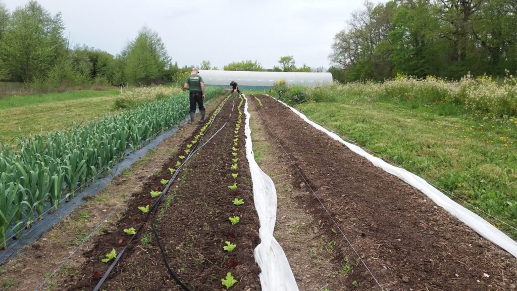 Happy Farm beds 2016