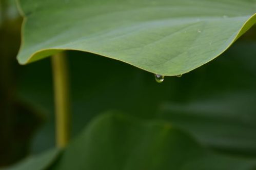 L’état de non-grenouille : Thich Nhat Hanh