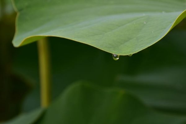 Froglessness - Poem By Thich Nhat Hanh 