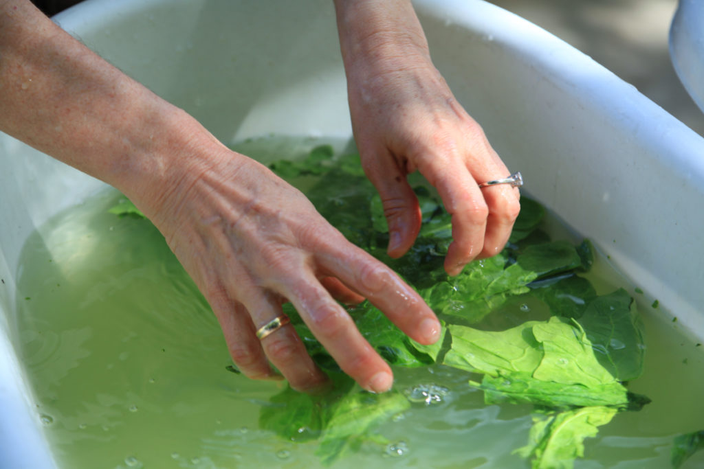 Quelques feuilles de salade flottent dans une bassine et deux mains s'approchent d'elles pour les laver