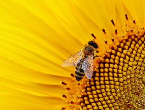 Inter-relation, un poème de Thich Nhat Hanh