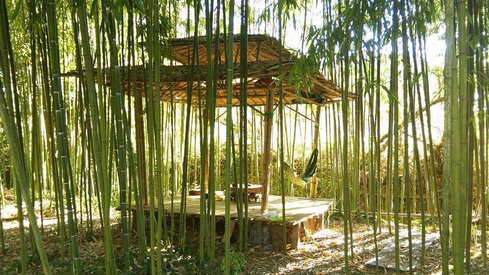 Travel Tea Bamboo Magnolia Tea Shop 