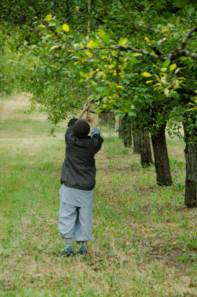 Photos / Plum Village in Plum Season Plum Village