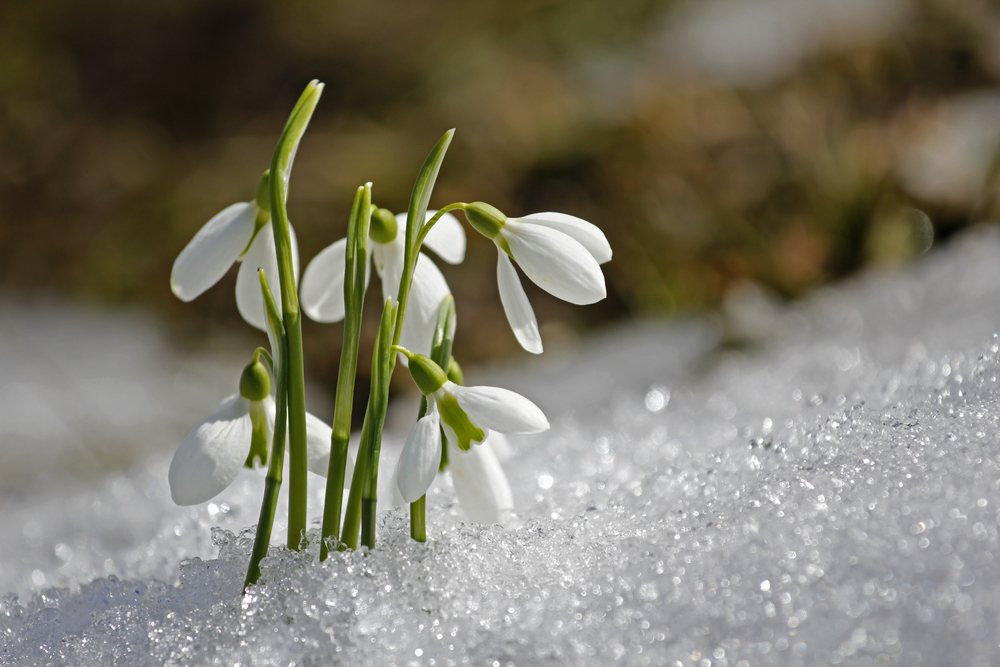 snowdrops-snow.jpg