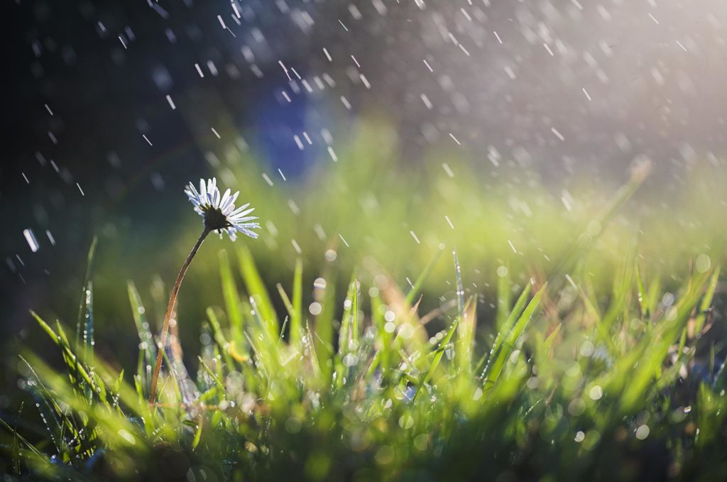 Daisy in the rain.jpg
