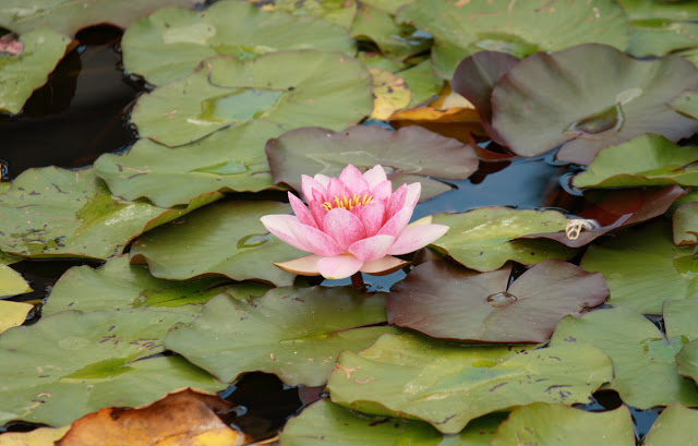 lotus.JPG