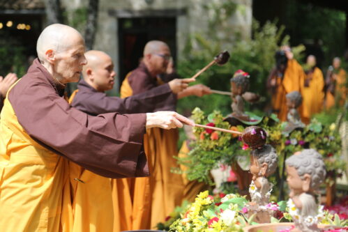 Photos / Vesak Celebration Photos | Plum Village