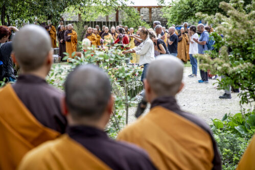 Photos / Vesak Celebration Photos | Plum Village