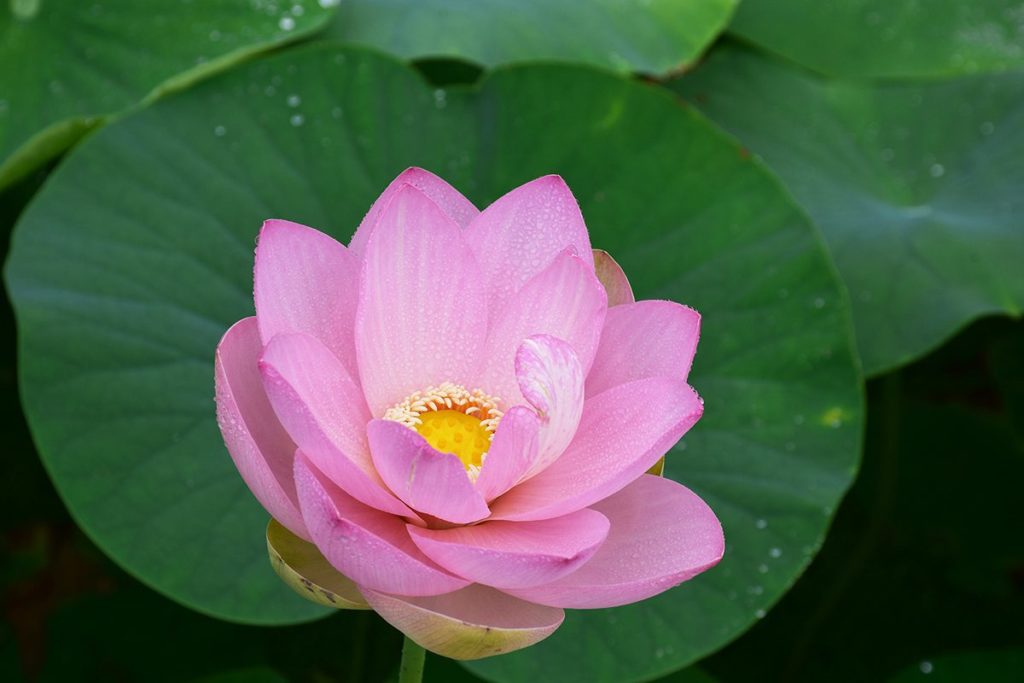Lotus magnifique.jpeg