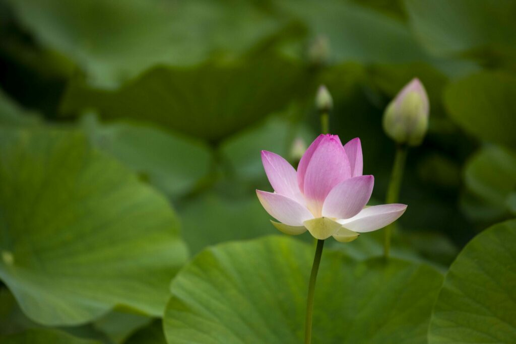 LH Lotus pond