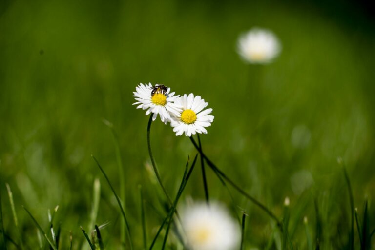 Structure d’ainsité