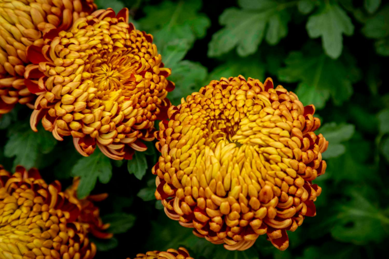 Mes Ancêtres me rappellent chez moi