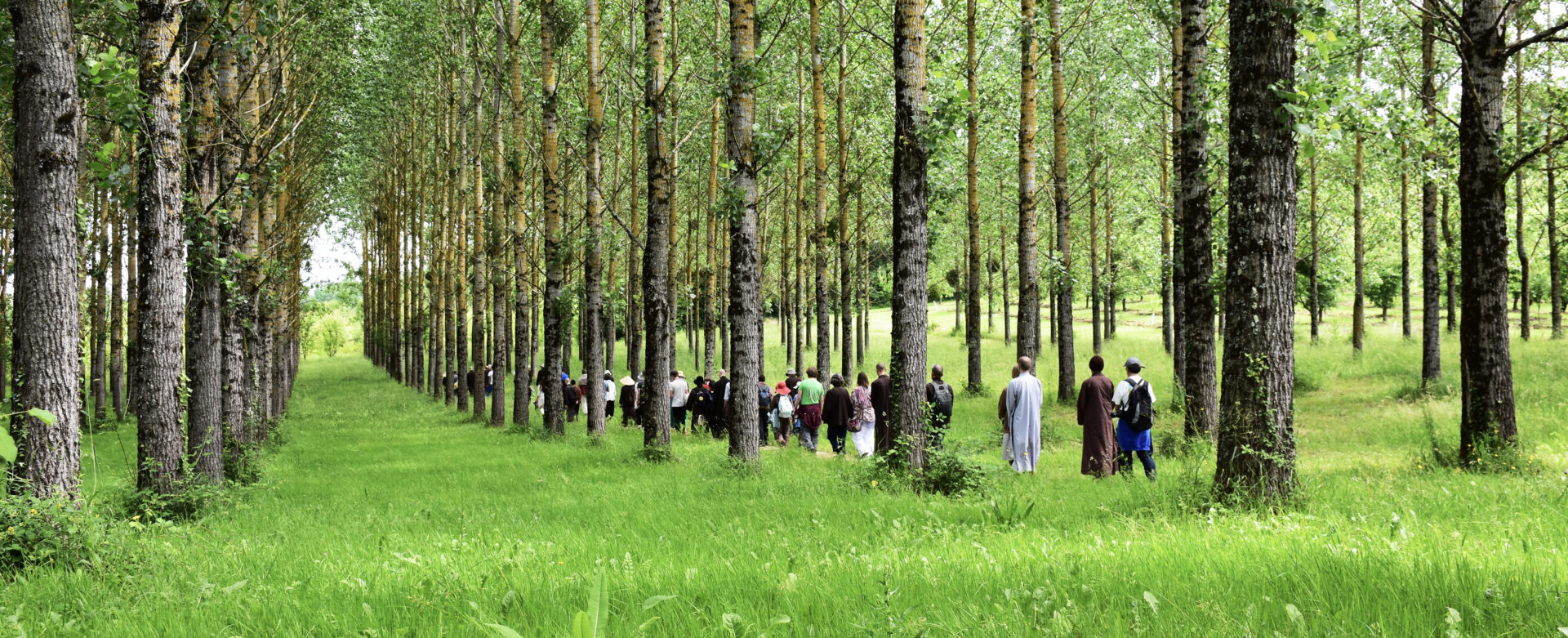 Biennial June Retreat 2024 Plum Village