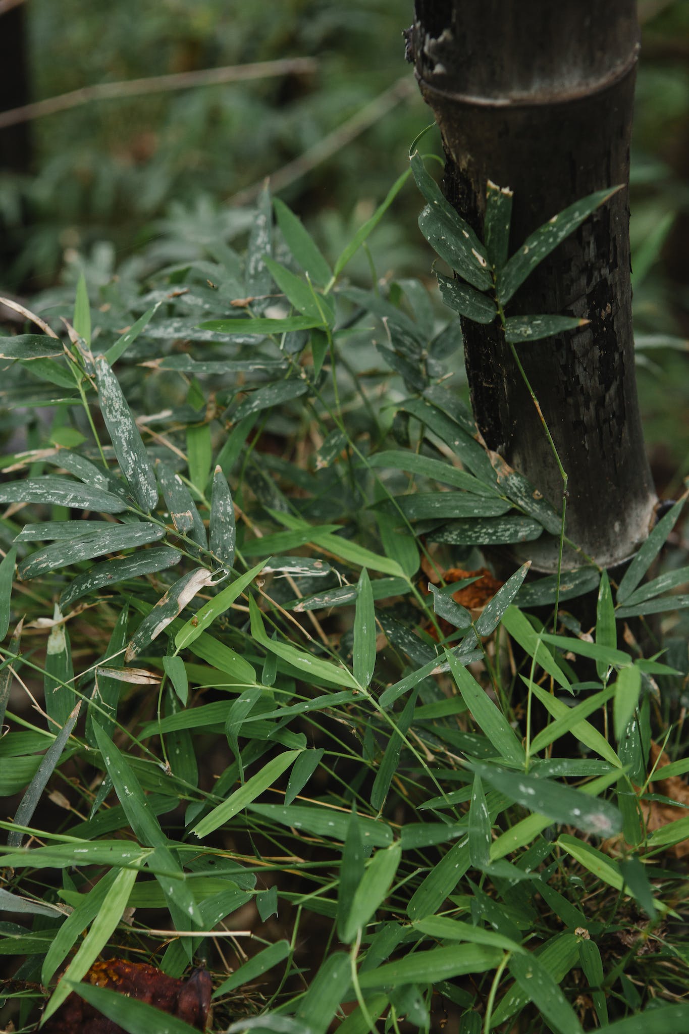 Bamboo tree trunk and leaves growing in tropical woods