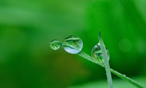 waterdroplet leaf