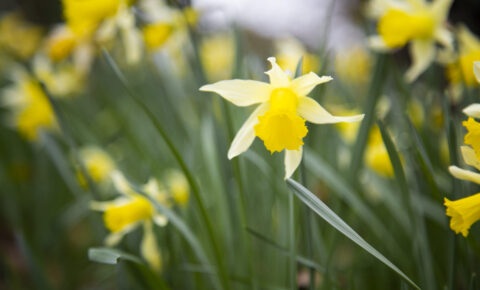 Daffodil-Lunch_3