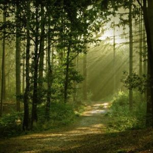 EIAB-forest-path-2-300x300