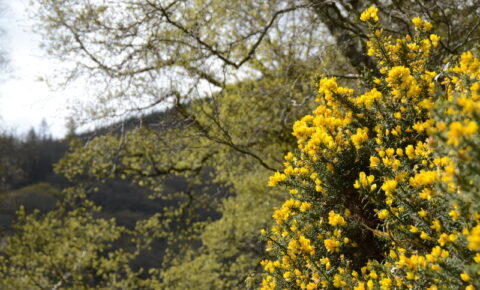 ire-yellow-flowers