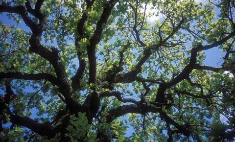 lower hamlet oak tree