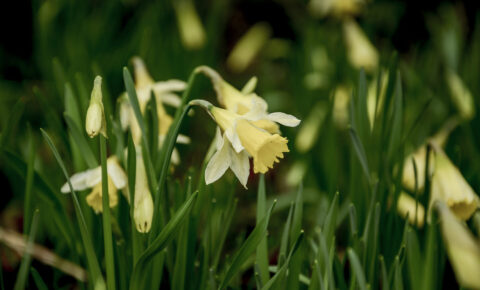 Daffodil_2022 Monastic Retreat