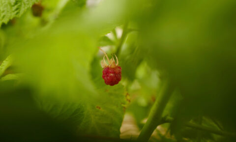 NH Happy Farm raspberry