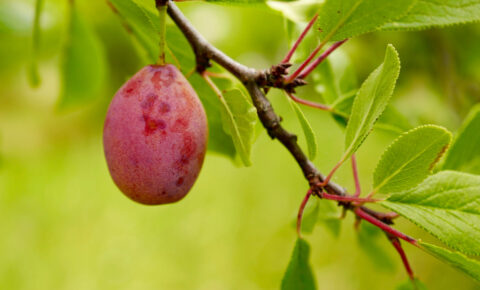 plum, new hamlet