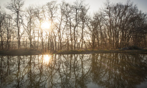 uh-lotus-pond-winter-trees-reflection