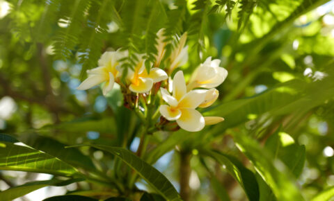 Frangipani, flower