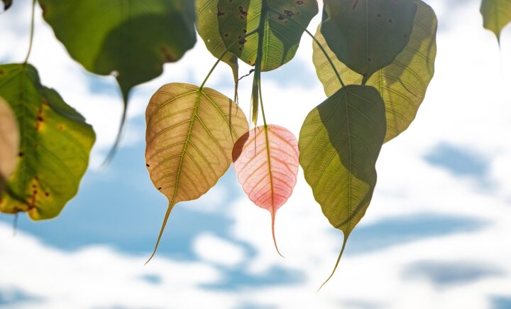 bodhi-tree