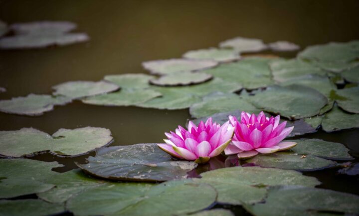 The Plum Village Tradition of Zen Master Thich Nhat Hanh