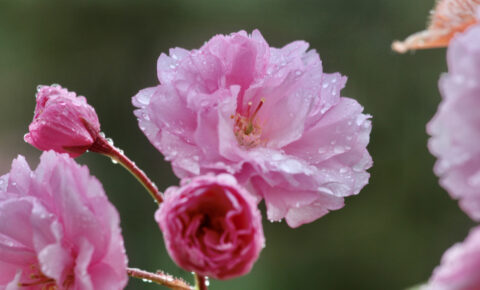 Cherry Blossom_NH_2020
