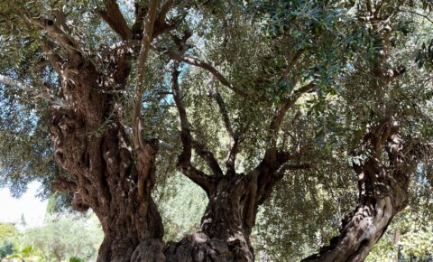 2023.09.27 Beit Sahur_olive tree
